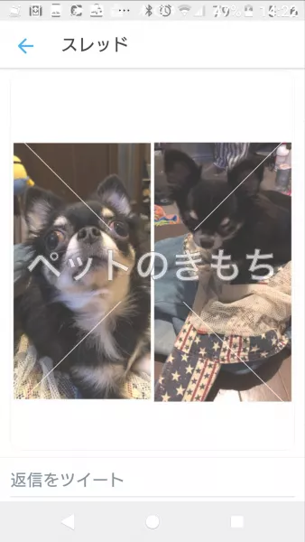 コメント投稿の画像