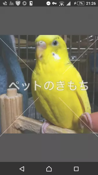 迷子鳥の画像