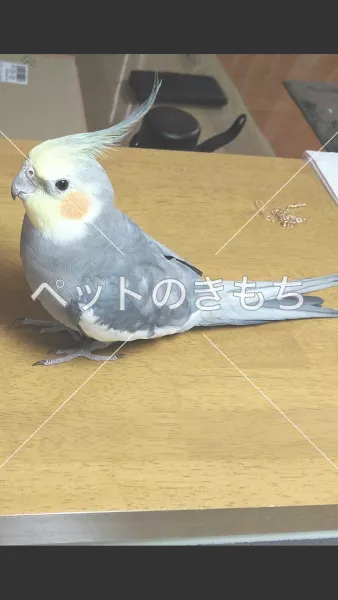迷子鳥の画像