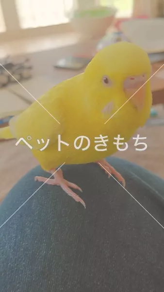 迷子鳥の画像