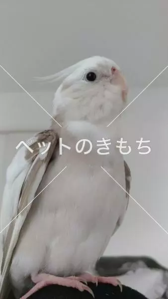 迷子鳥の画像