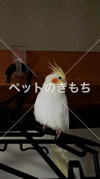 迷子鳥の画像