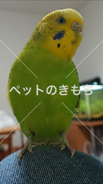 迷子鳥の画像