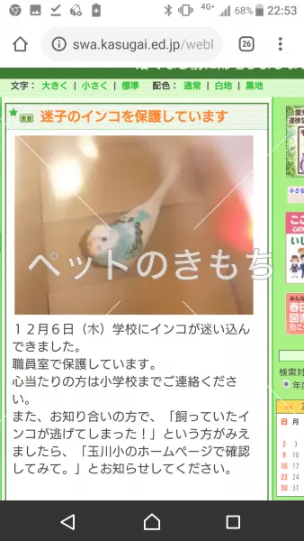 コメント投稿の画像