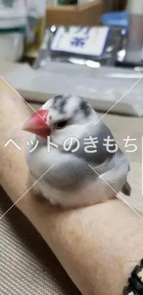 迷子鳥の画像