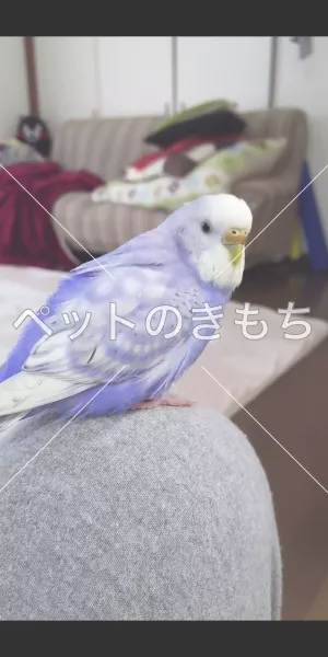 迷子鳥の画像