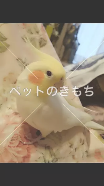 迷子鳥の画像
