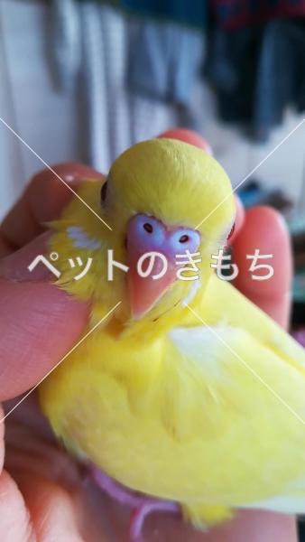 迷子鳥の画像