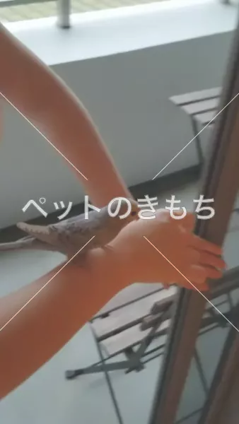 コメント投稿の画像