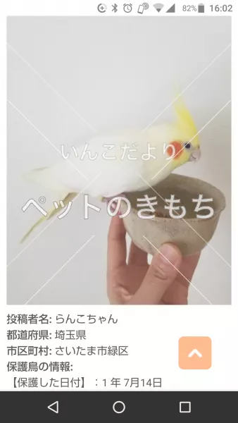 コメント投稿の画像