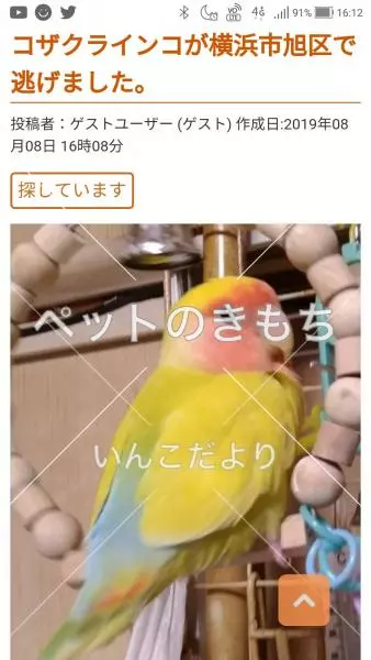 迷子鳥の画像