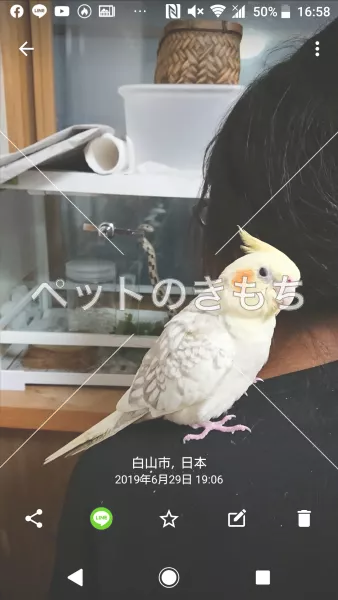 迷子鳥の画像