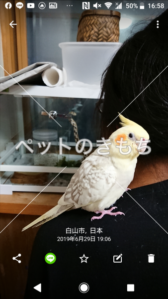 迷い鳥の写真