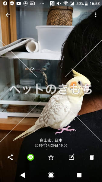 迷子鳥の画像