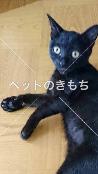迷い猫の写真