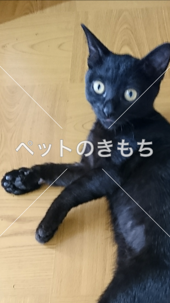 迷子猫の画像