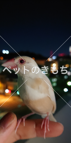 迷い鳥の写真