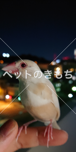 迷子鳥の画像