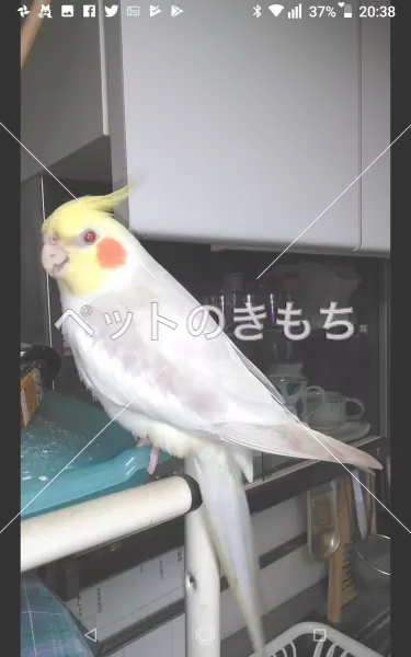 迷子鳥の画像