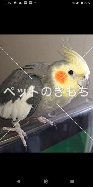 迷い鳥の写真