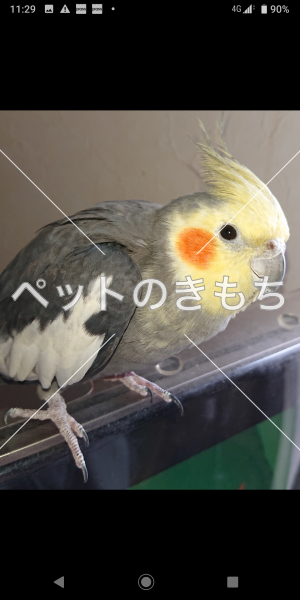 迷子鳥の画像