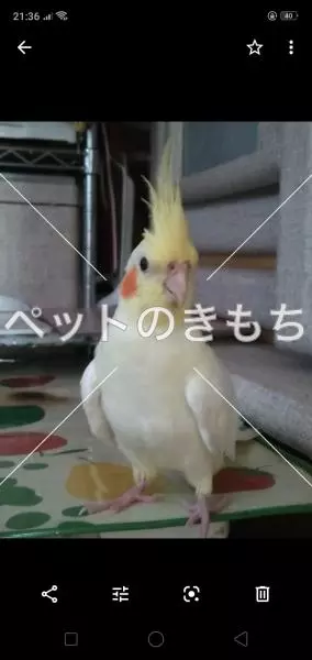 迷子鳥の画像