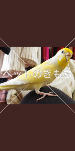 迷子鳥の画像