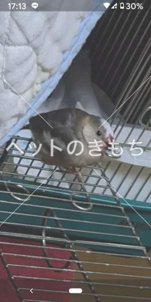 迷子鳥の画像
