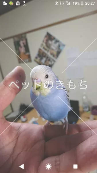 迷子鳥の画像