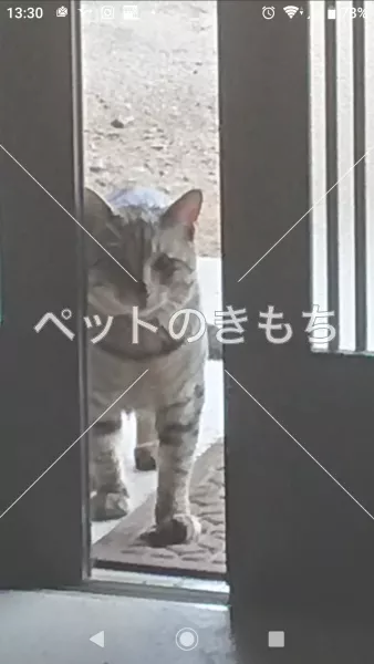 保護猫の画像