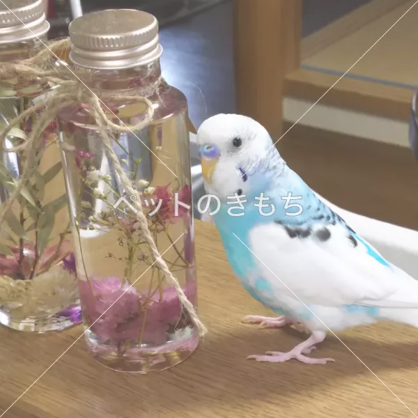 迷子鳥の画像