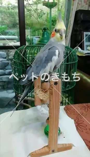 迷子鳥の画像