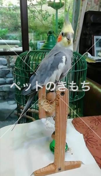 迷子鳥の画像