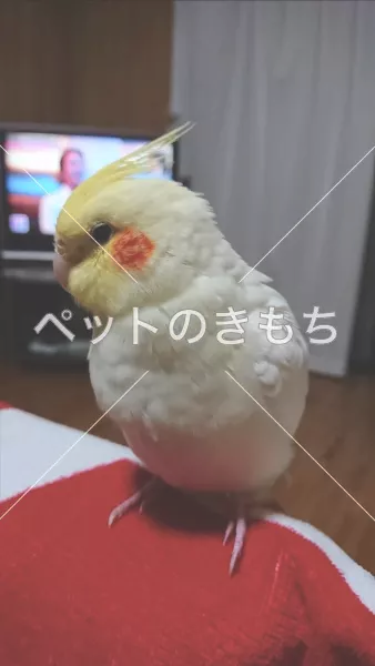 迷子鳥の画像