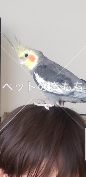 迷子鳥の画像