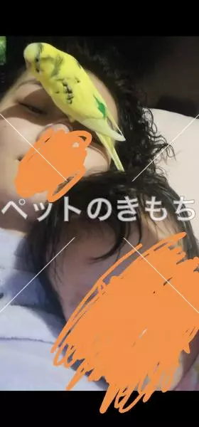 コメント投稿の画像