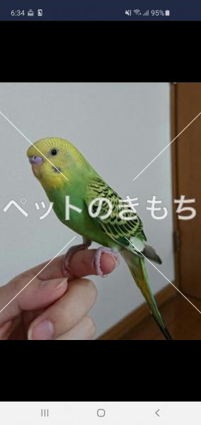 迷子鳥の画像