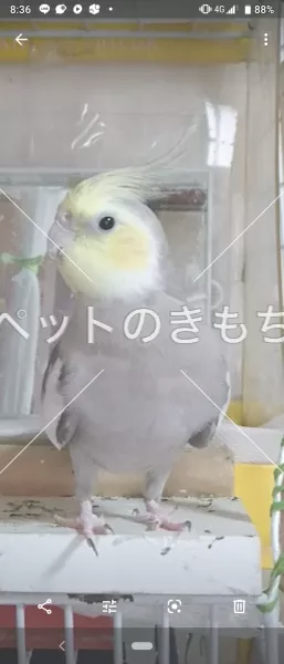 迷子鳥の画像