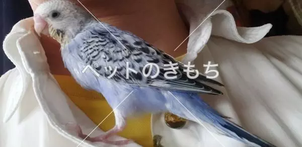 迷子鳥の画像