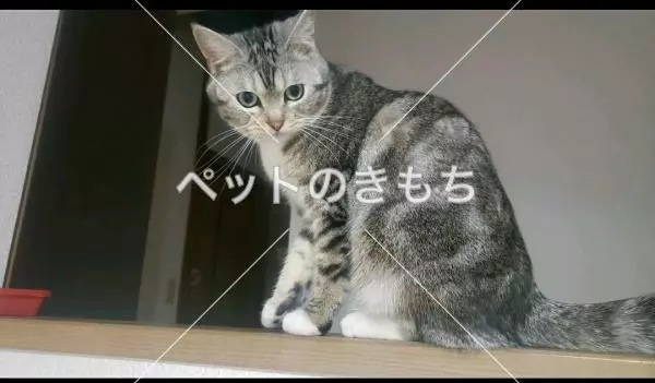 迷子猫の画像