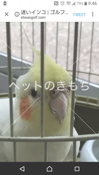 コメント投稿の画像