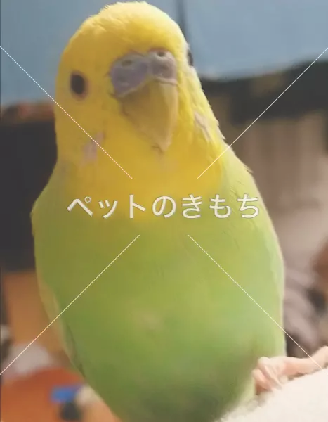 迷子鳥の画像