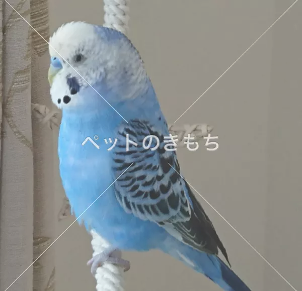 迷子鳥の画像