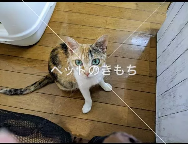 迷子猫の画像
