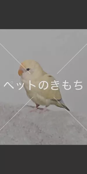 迷子鳥の画像