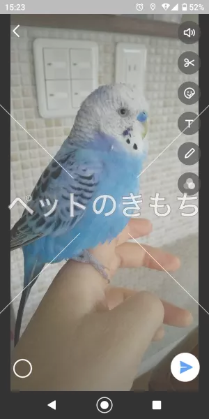 迷子鳥の画像
