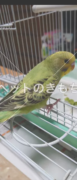 迷子鳥の画像