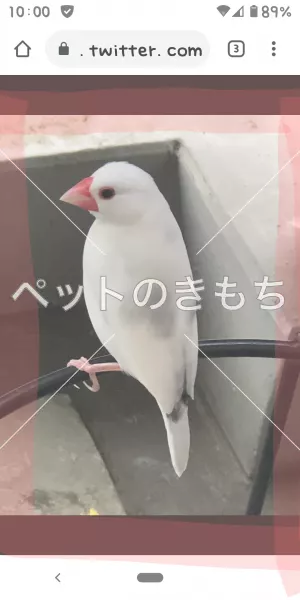 コメント投稿の画像