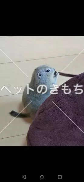 迷子ペットの画像