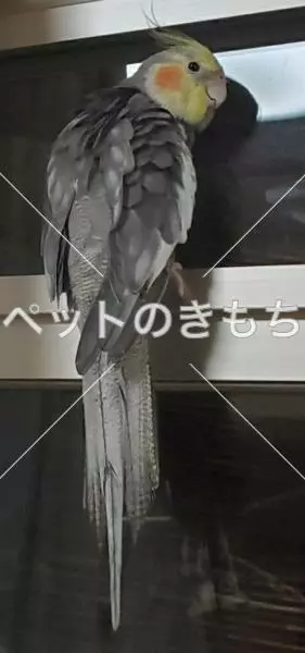 迷子鳥の画像